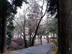 NARA - Temple Todai-Ji - 18.01.2024 -19